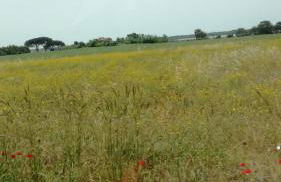 Agriturismo cavallin del papa - Foto 42