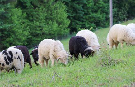 Przytulne Apartamenciki tuż przy Termach i Parku, nieopodal szlak na Turbacz, GPN, KGP - Foto 79