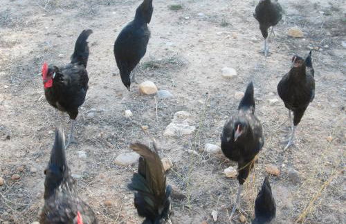 Los Tobares - Foto 48