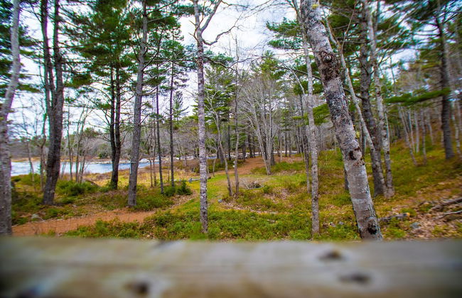 Roseway River Cottages - Foto 14