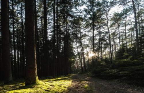 Einladende Ferienwohnung mit Garten - Foto 46