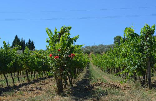 Podere dell'Anselmo - Foto 150