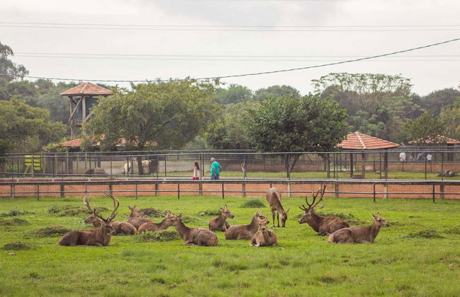 Tour pelo zoológico + Passeio a cavalo - Foto 8