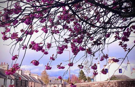 Cottage in Mid Calder Village near Edinburgh - Foto 28