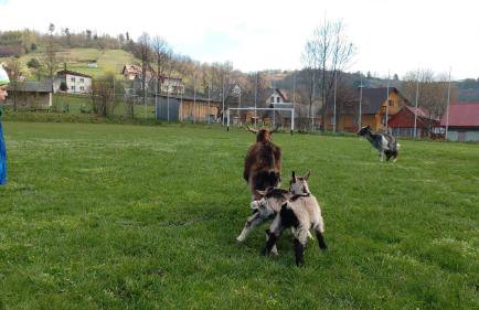 Apartament w Bieszczadach - Photo 56