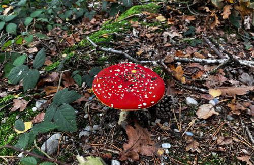 Bungalow direkt am See, mit eigenem Boot - Foto 73