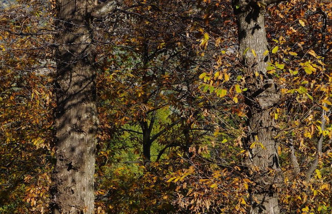 Antico Borgo San Francesco - Photo 38