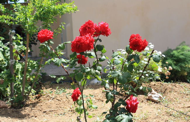 Naxos Cottage - Foto 52