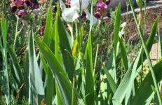 Gîte La Cauvignyere - Foto 10