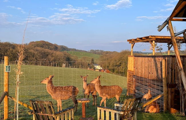 Luxury Safari Lodge Surrounded by Deer!! 'fallow' - Foto 43