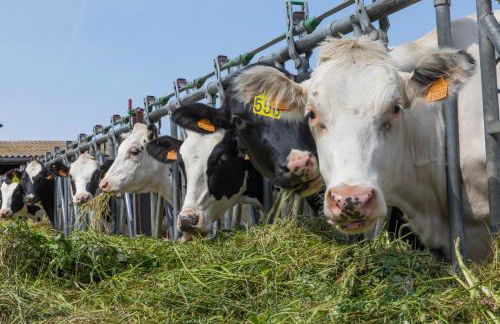 Turisme Rural Ca l,Anguila - Foto 46