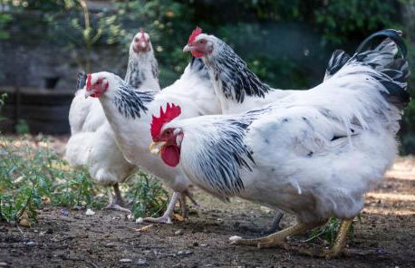 Manoir de Champvert - Foto 69