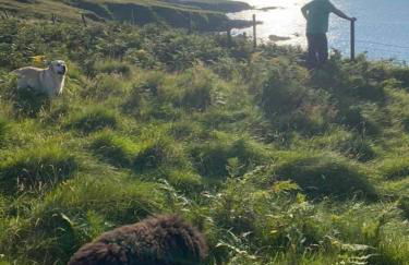 Unique luxurious cabin on sea view working croft - Photo 23