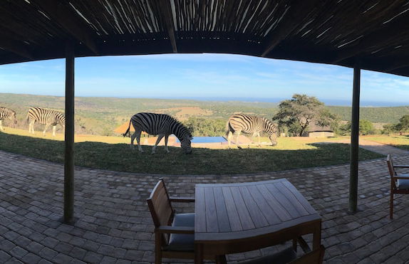 JBay Zebra Lodge - Photo 54