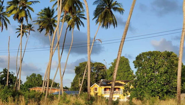 Scorcio di Speightstown circondato da palme
