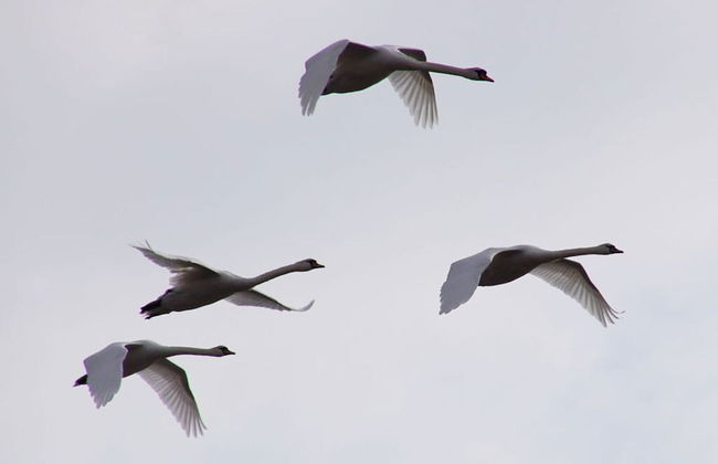 Long Comfortable Holiday Residence - Foto 10