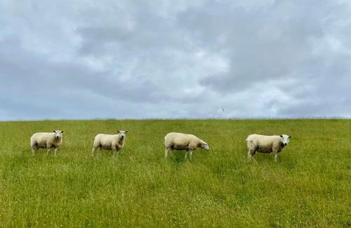 Capt'n Eike - Foto 32