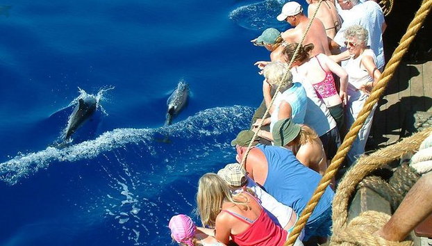 Relajante paseo en barco y natación desde Alanya - Foto 3, observación de delfines