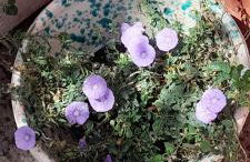 Masseria Ai Pioppi - Foto 57