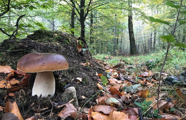Chalet in Belgium Surrounded by Nature - Foto 13