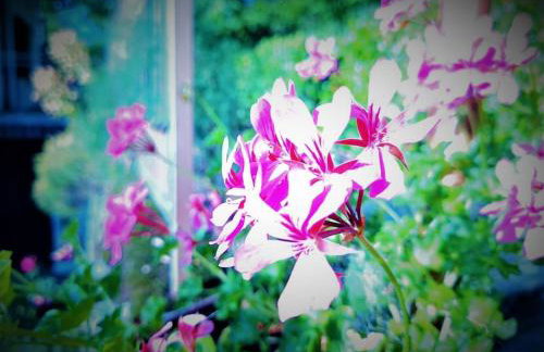 Zgora mora-above the sea-peacefull,family frendly - Foto 27