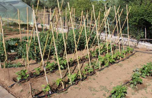 Stamna Farm - Foto 23