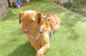 Villa Luna - Foto 15