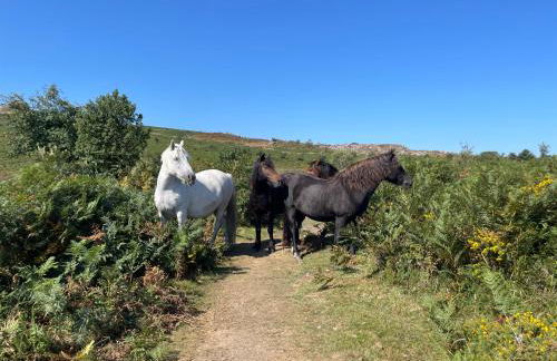Dartmoor Cottage - Foto 13