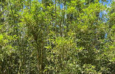 Chácara das Flores - Foto 22