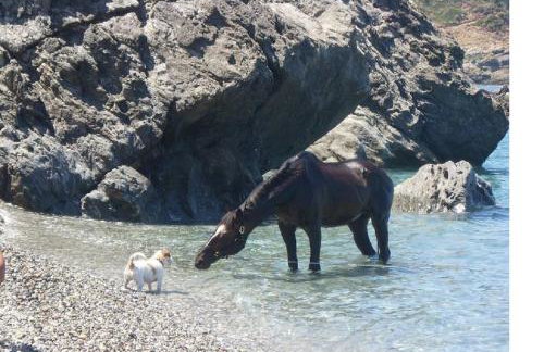 Window To The Aegean - Foto 19