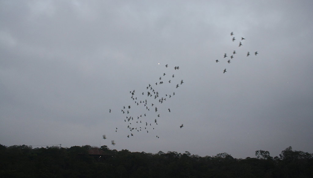 Sima de las cotorras - Foto 1