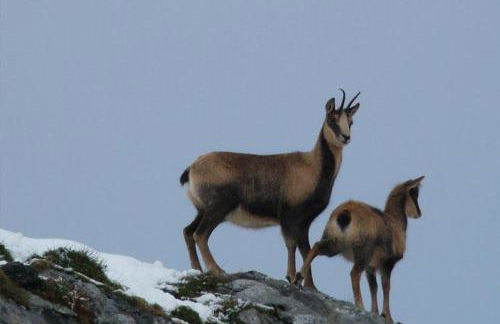 Chalet Le Gentiane - Photo 12