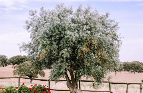 Casas da Faia - Nature Guest House - Foto 60