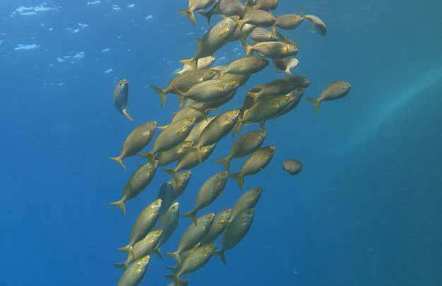 Snorkel en Cala en Brut - Foto 10