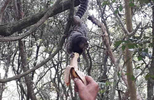 Chácara Chiafarelli - Photo 27