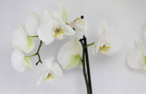 Hotel La Pergola Mallorca - Foto 37