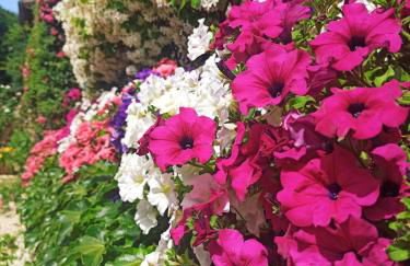 Castellare - Foto 58