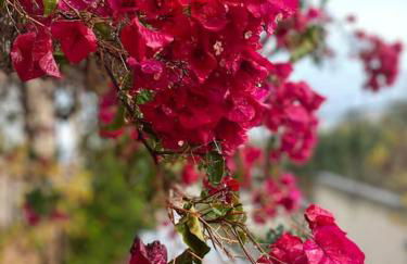 Lemon & Lavender - Photo 26