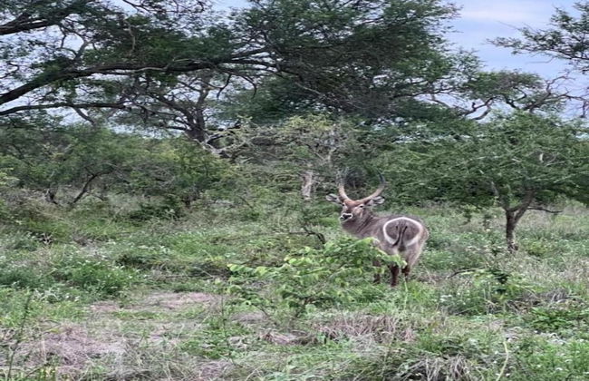 Holiday Home in Hoedspruit With Private Pool - Photo 39