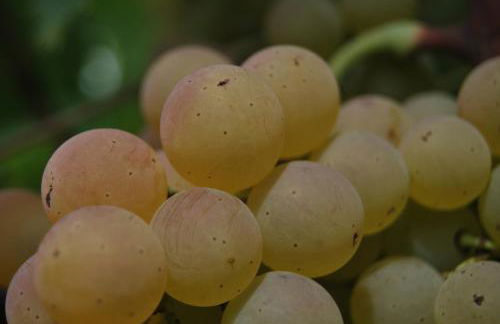 Agriturismo Torre Cristina - Foto 45