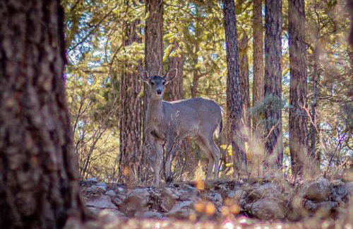 Forest Cabin 1 Hunters Blind - Photo 21