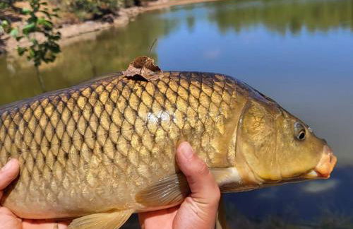 Grand gîte à Barrais-Bussolles avec cheminée et animaux acceptés - FR-1-489-21 - Foto 34
