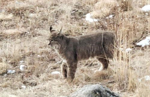 Luxurious Rocky Mountain Retreat above Boulder - Foto 22