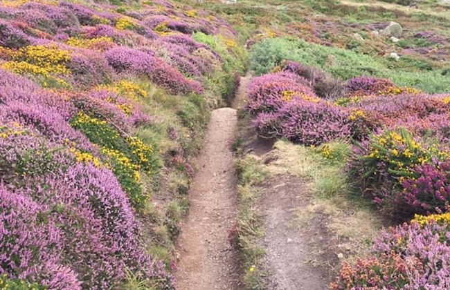 Cosy Shepherds Hut nr Kynance Cove - Foto 15