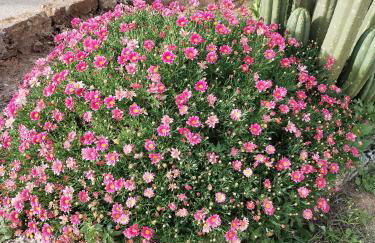 La dimora salentina - Foto 32