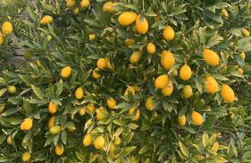 Mas Catalan - Foto 36