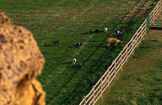 Cougar Ridge Resort - Foto 49