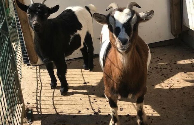 Les Cabanes de Warincthun - Foto 69