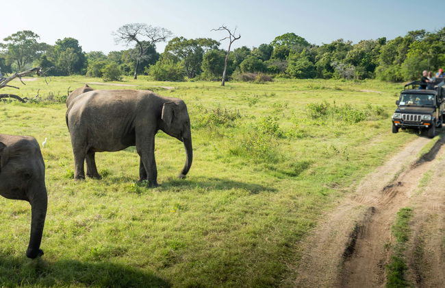 Safari privé dans le Parc National d'Udawalawe - Photo 1
