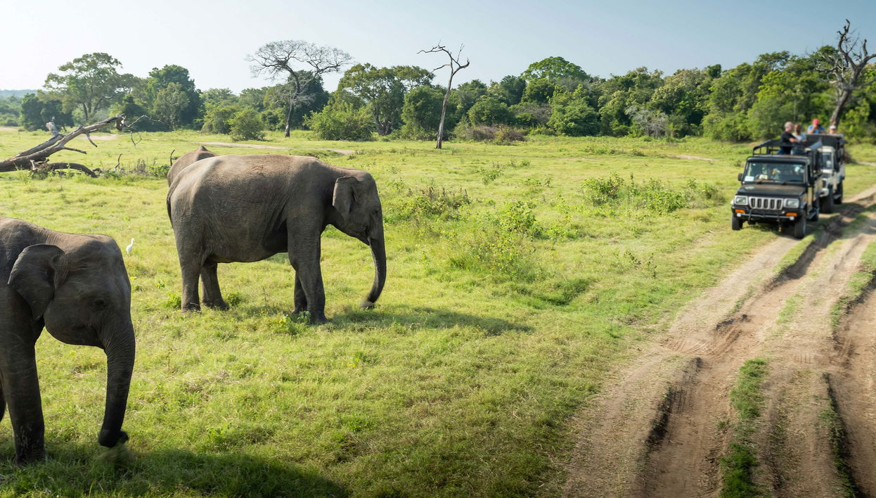 Safári privado pelo Parque Nacional de Udawalawe